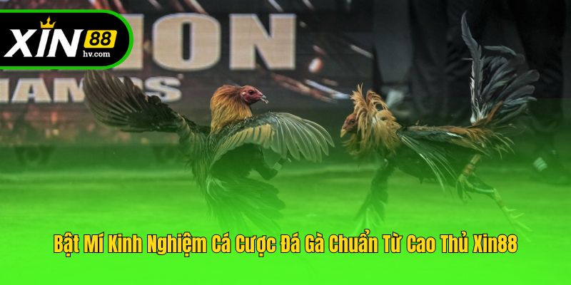 Bật Mí Kinh Nghiệm Cá Cược Đá Gà Chuẩn Từ Cao Thủ Xin88