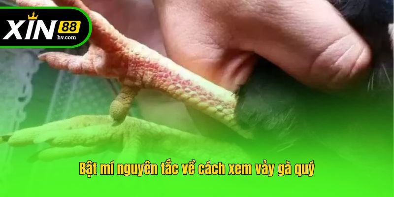 Bật mí nguyên tắc về cách xem vảy gà quý