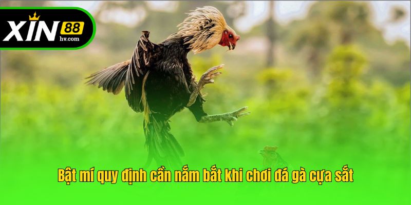 Bật mí quy định cần nắm bắt khi chơi đá gà cựa sắt