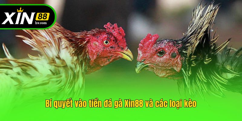 Bí quyết vào tiền đá gà Xin88 và các loại kèo