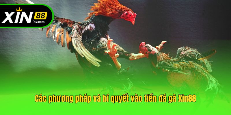 Các phương pháp và bí quyết vào tiền đá gà Xin88