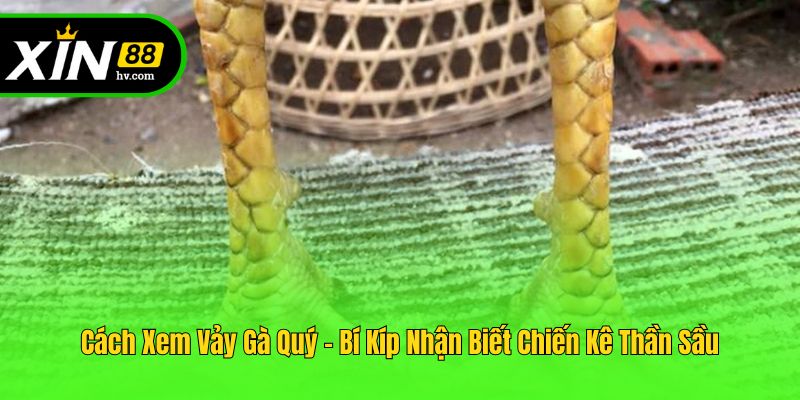 Cách Xem Vảy Gà Quý - Bí Kíp Nhận Biết Chiến Kê Thần Sầu