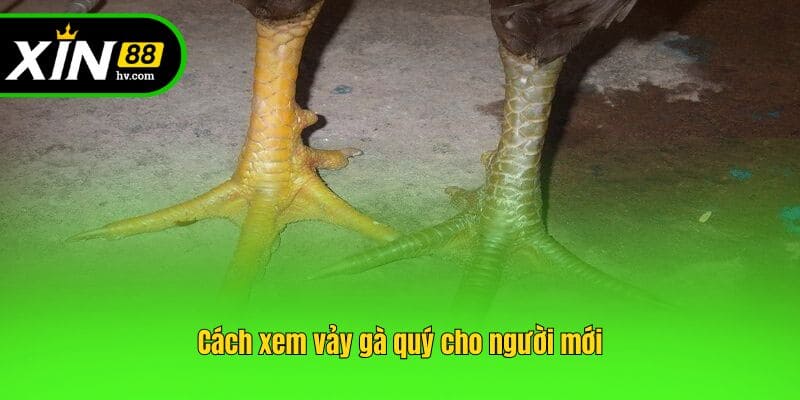 Cách xem vảy gà quý cho người mới