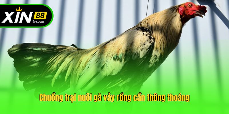 Chuồng trại nuôi gà vảy rồng cần thông thoáng