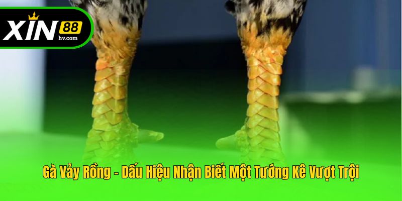 Gà Vảy Rồng - Dấu Hiệu Nhận Biết Một Tướng Kê Vượt Trội