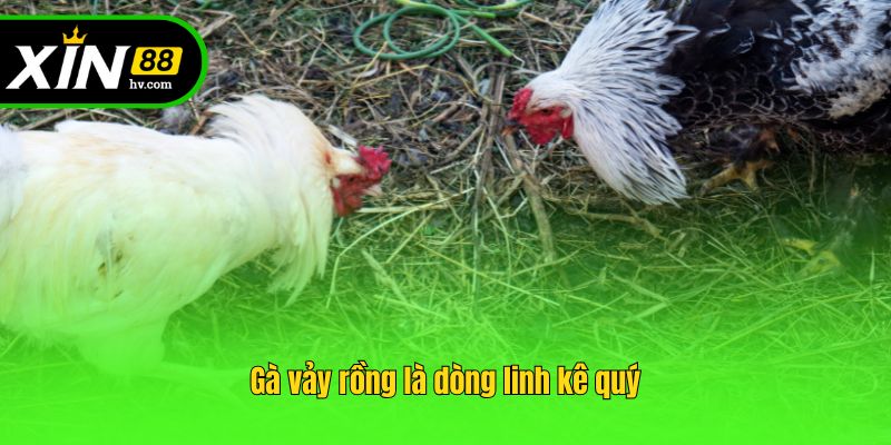 Gà vảy rồng là dòng linh kê quý