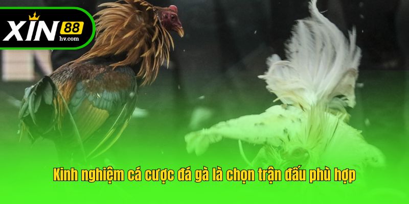 Kinh nghiệm cá cược đá gà là chọn trận đấu phù hợp