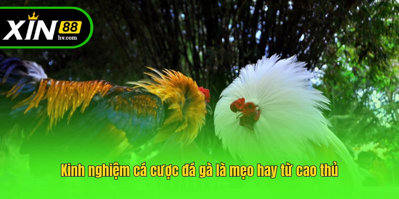 Kinh nghiệm cá cược đá gà là mẹo hay từ cao thủ