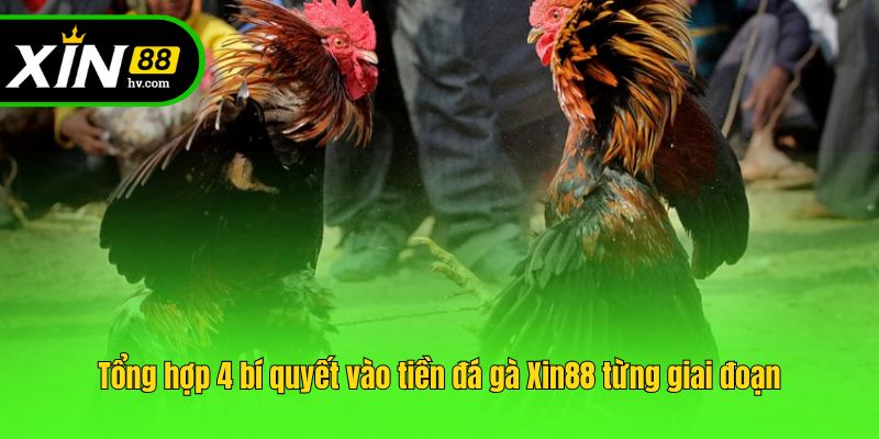Tổng hợp 4 bí quyết vào tiền đá gà Xin88 từng giai đoạn