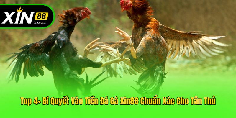 Top 4+ Bí Quyết Vào Tiền Đá Gà Xin88 Chuẩn Xác Cho Tân Thủ