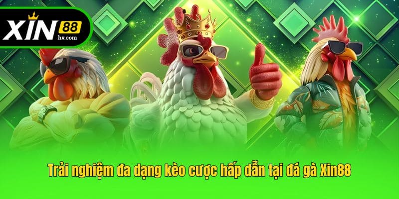 Trải nghiệm đa dạng kèo cược hấp dẫn tại đá gà Xin88